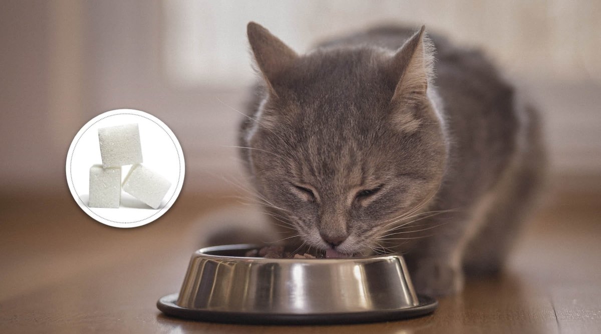 Das Katzenfutter - Wie viel Zucker ist drin? - AniForte