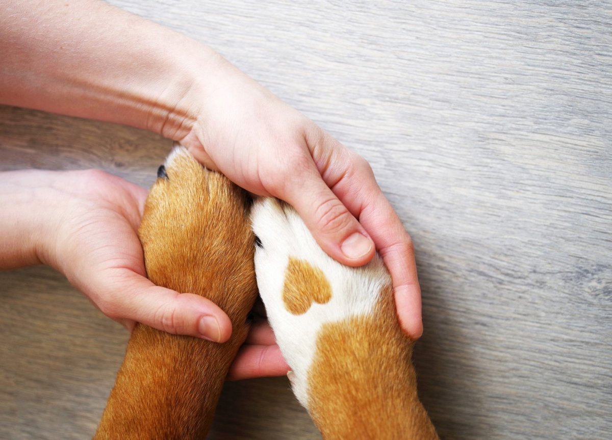 Die richtige Pflege für Deinen Hund - AniForte