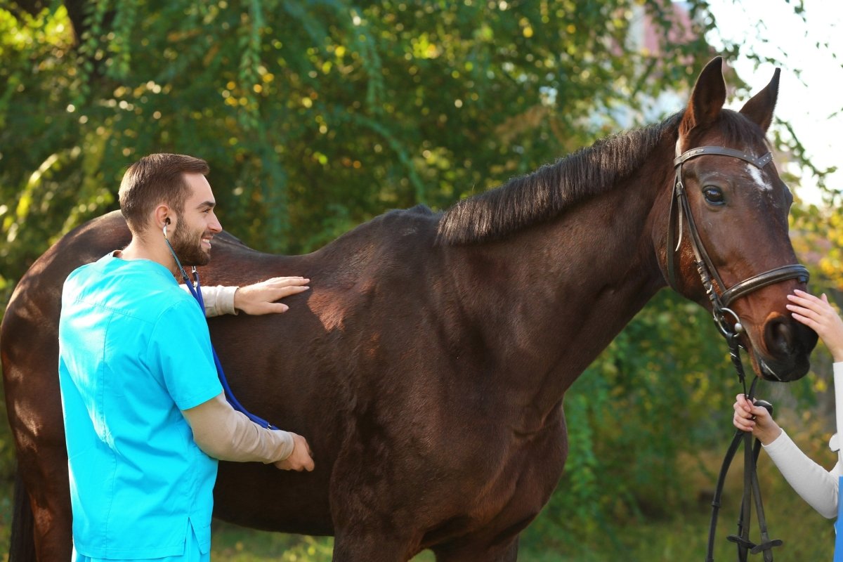 Durchfall beim Pferd: Ursache & Behandlung mit AniForte - AniForte