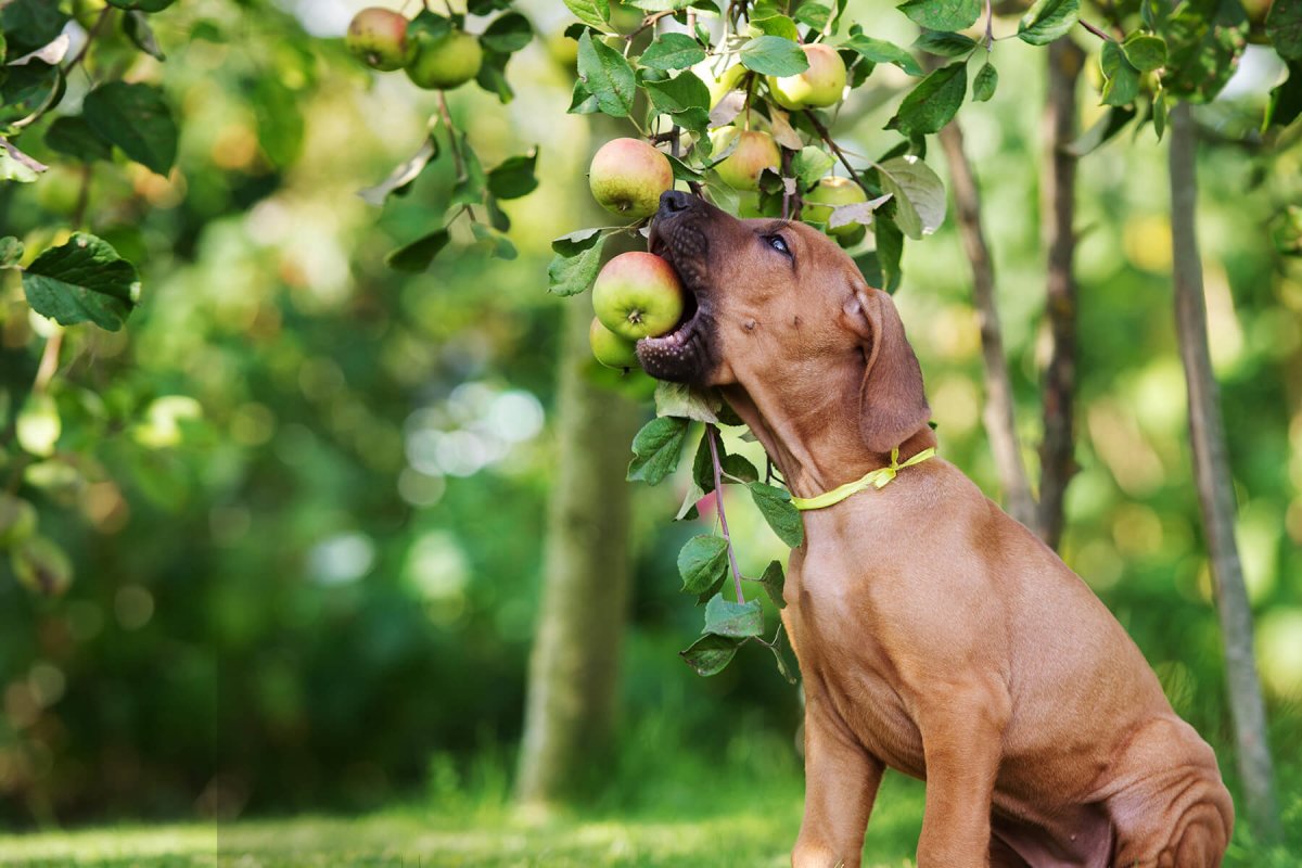 Dürfen Hunde Äpfel essen? - AniForte