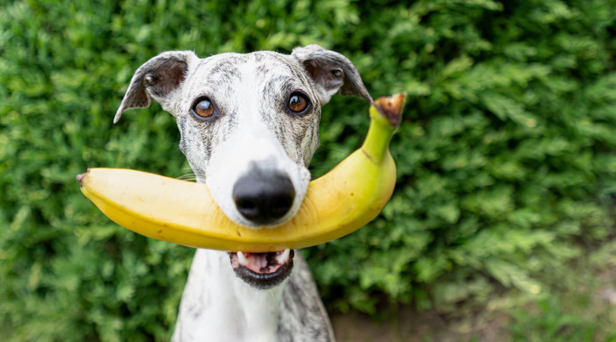 Dürfen Hunde Banane essen? - AniForte