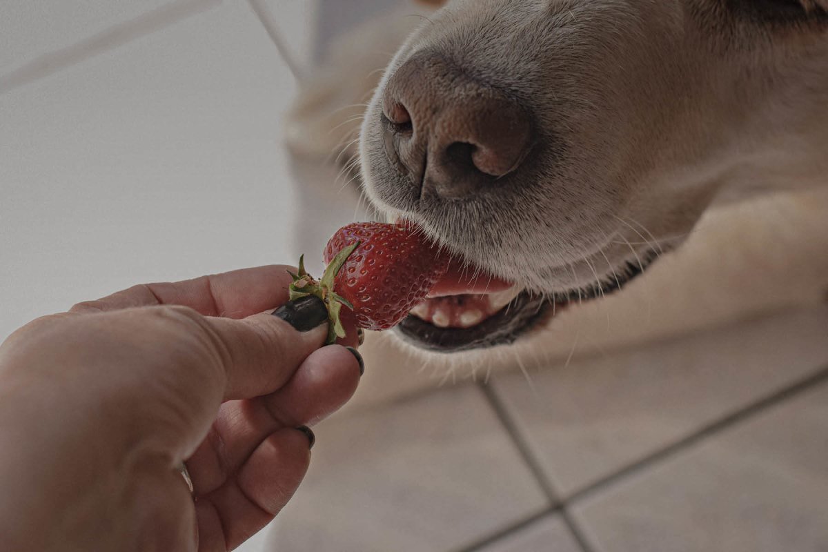 Dürfen Hunde Erdbeeren essen? - AniForte