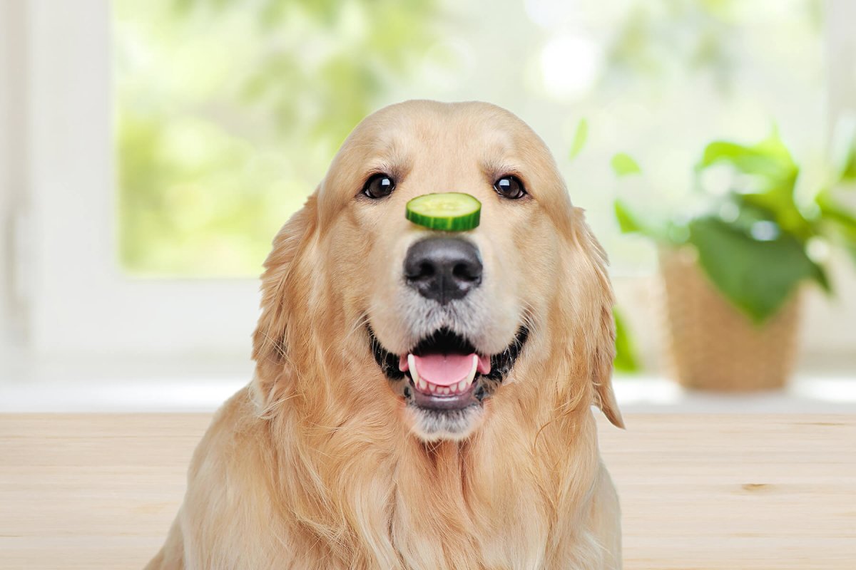 Dürfen Hunde Gurke essen? - AniForte