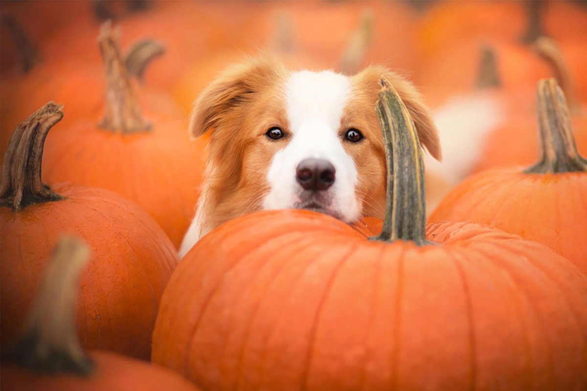 Dürfen Hunde Kürbis essen? - AniForte