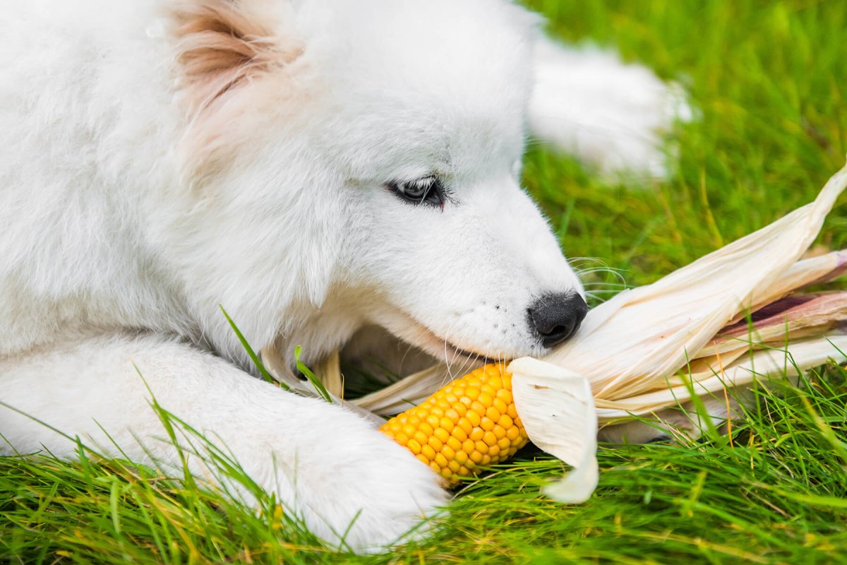Dürfen Hunde Mais essen? - AniForte