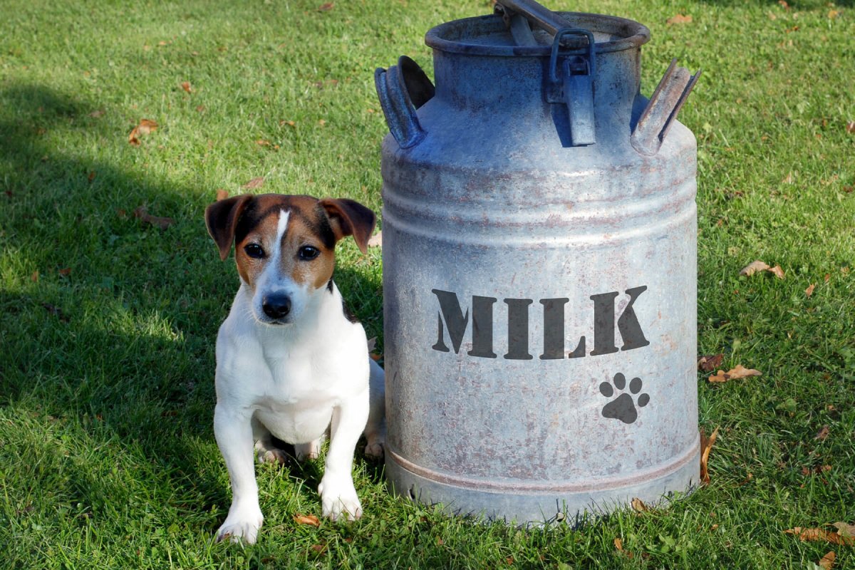 Dürfen Hunde Milch trinken? - AniForte