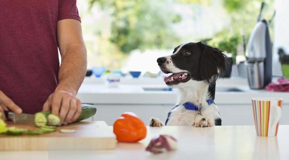 Dürfen Hunde Paprika essen? - AniForte