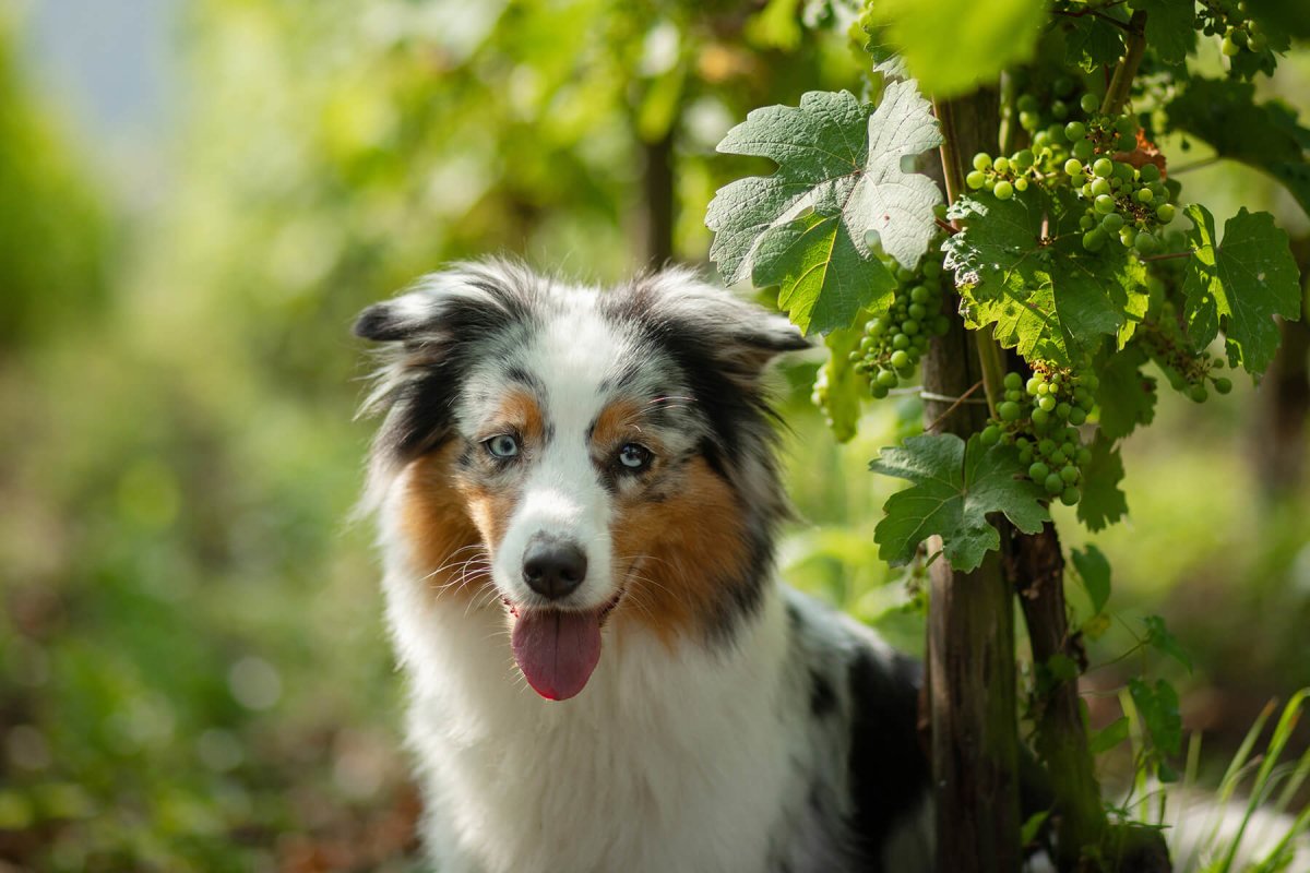 Dürfen Hunde Weintrauben essen? - AniForte