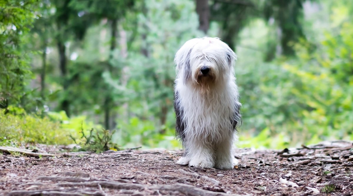 Eichenprozessionsspinner - wenn eine Schmetterlingsraupe gefährlich für Hunde wird - AniForte