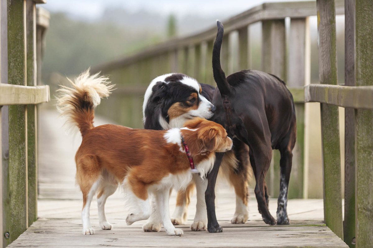 Entwurmung Hund - Die häufigsten Darmparasiten - AniForte