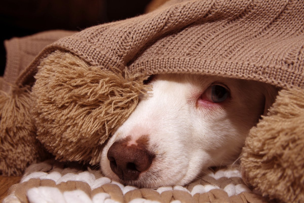 Entzündungen bei Hunden - AniForte