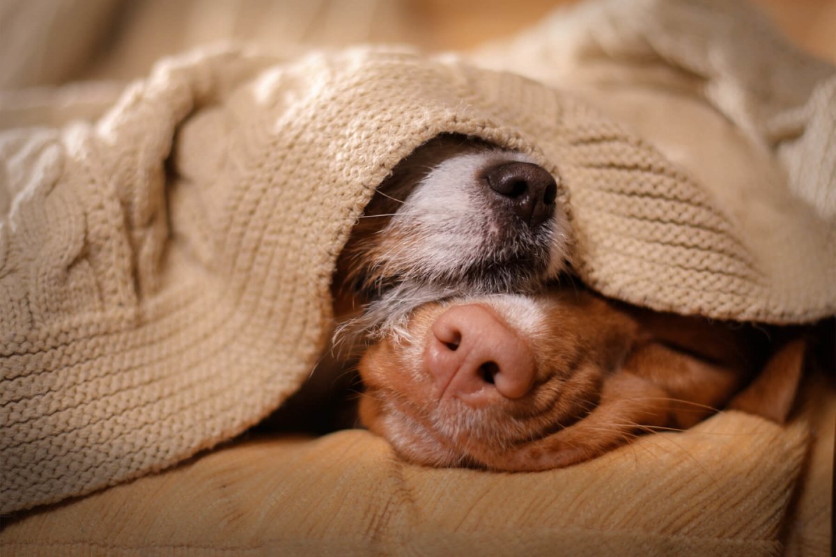 Erkältung Hund - Was tun, wenn der Hund erkältet ist? - AniForte