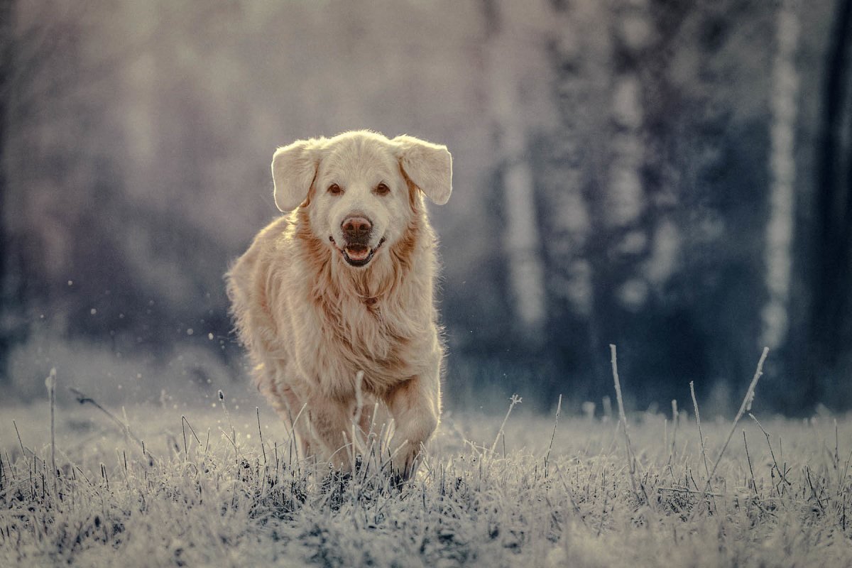 Fell & Haut: Die richtige Pflege für Deinen Hund zur Winterzeit - AniForte