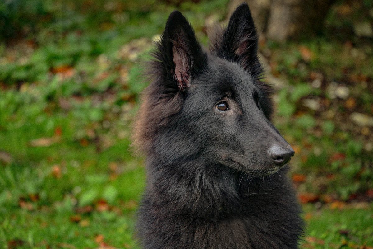 Fellpflege Hund – Wichtig für Gesundheit und Wohlbefinden - AniForte