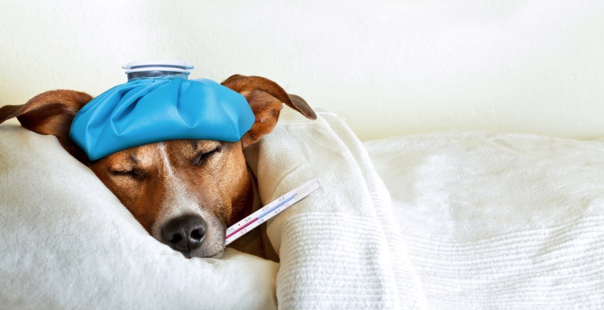 Fieber Hund: Symptome, Ursachen & Temperatur messen - AniForte