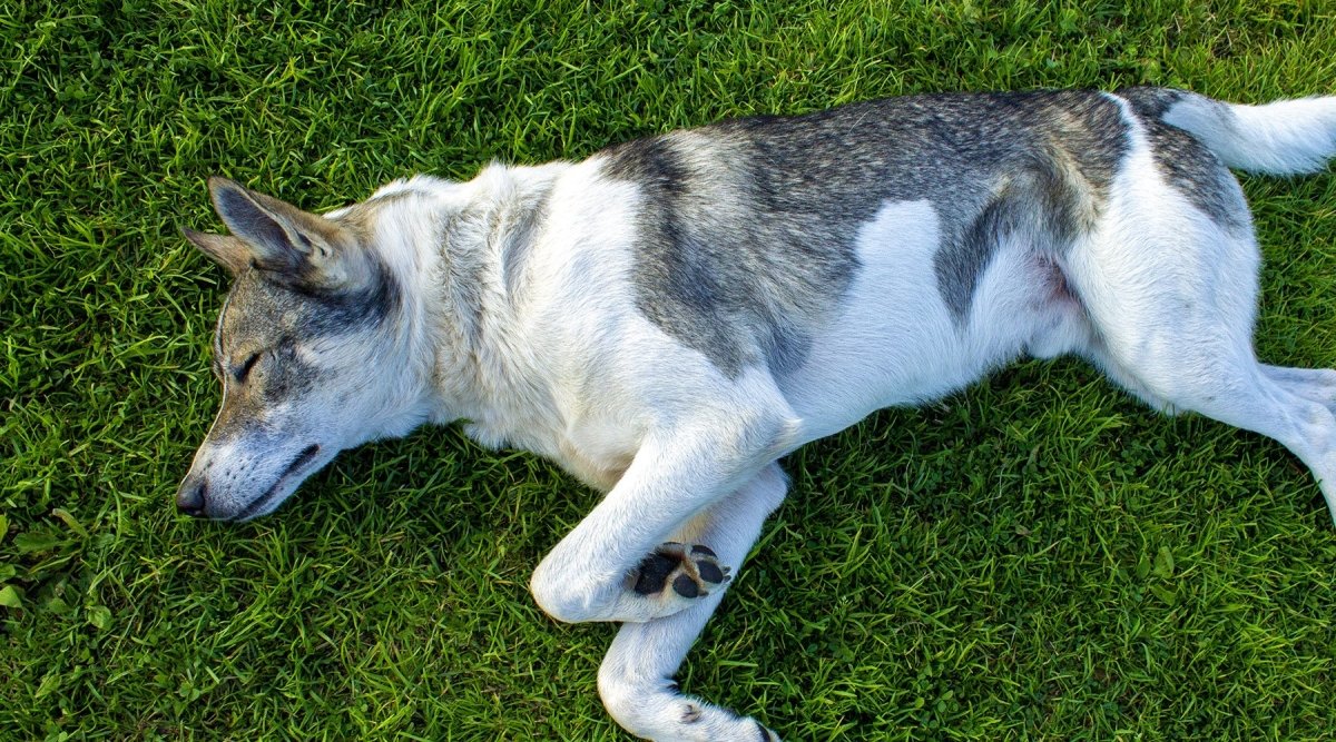 Frühjahrsmüdigkeit beim Hund - AniForte