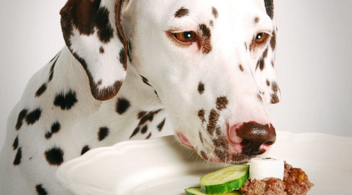 Futterunverträglichkeit beim Hund – Der Ursache auf der Spur II - AniForte