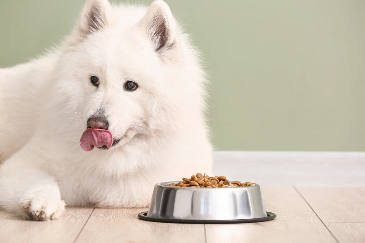 Futterunverträglichkeit beim Hund – Der Ursache auf der Spur I - AniForte