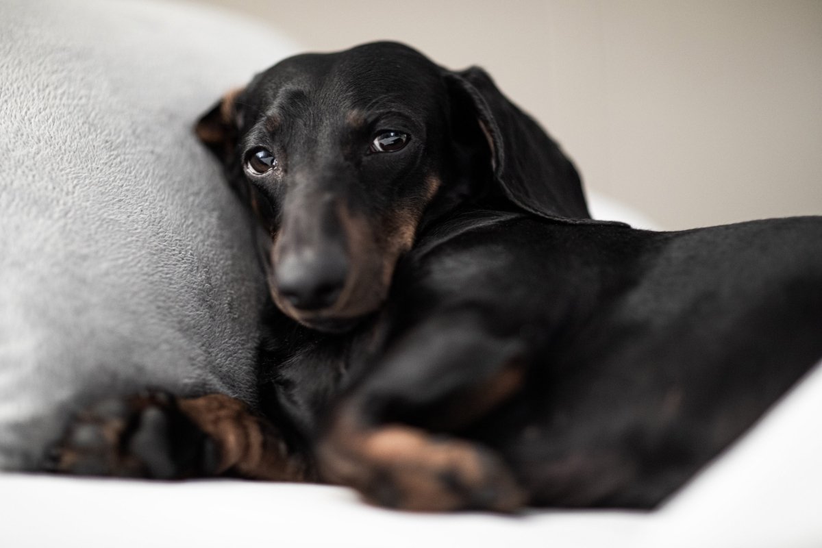 Gelenkschmerzen beim Hund - AniForte