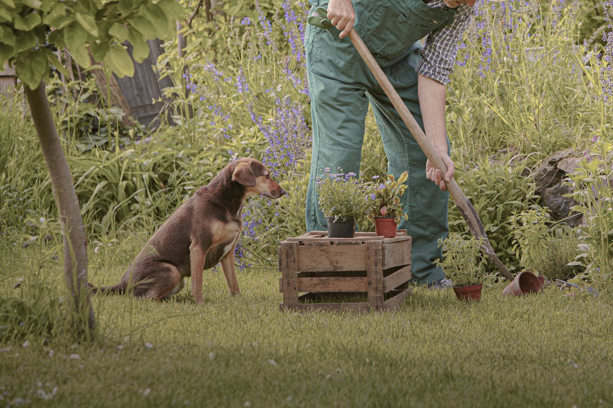 Gesunde Gartenkräuter und -pflanzen für Hunde, Katzen und Co. - AniForte