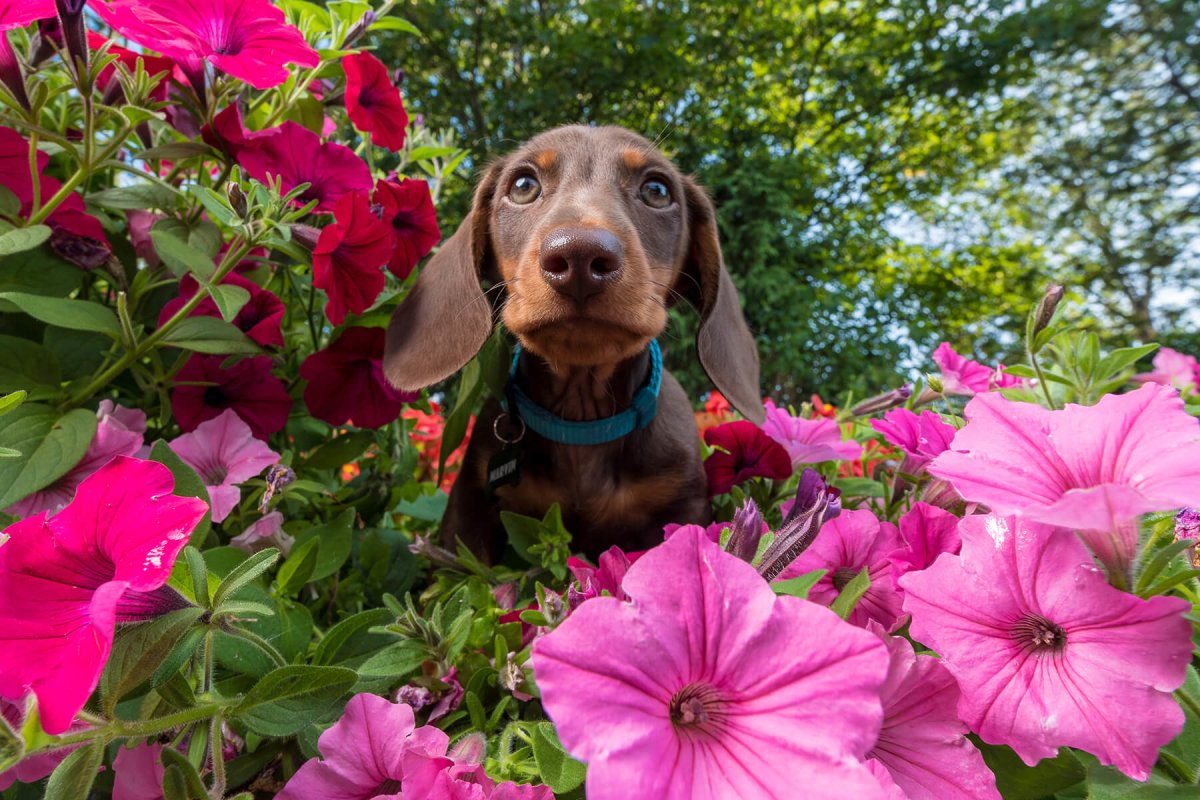 Giftige Pflanzen für Hunde und Katzen im Garten - AniForte