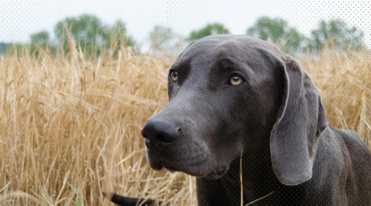 Grannen bei Hunden - So kannst Du helfen! - AniForte