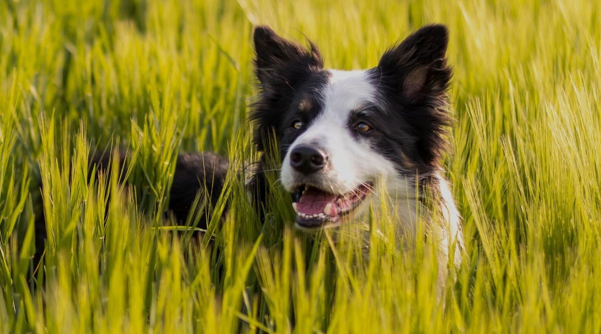Grasmilben beim Hund – Symptome, Behandlung und Vorbeugung - AniForte