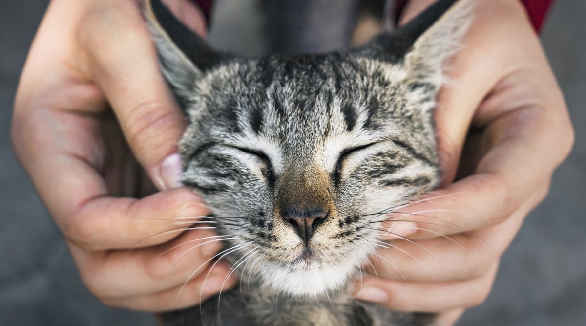 Hilfe bei Katzenschnupfen - AniForte