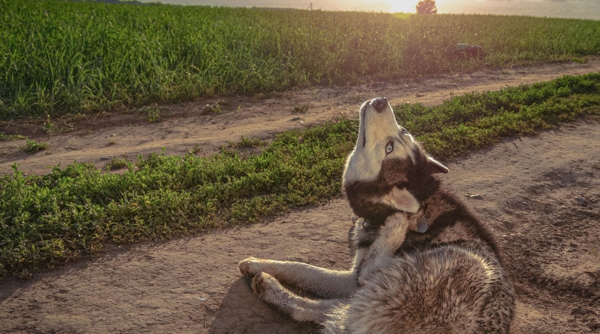 Hilfe, mein Hund kratzt sich! - AniForte