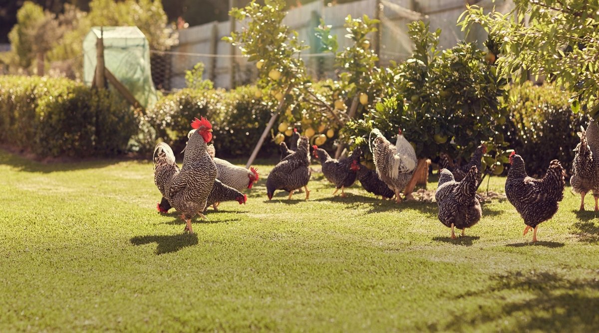Chicken Fencing  Keeping Chickens: A Beginners Guide