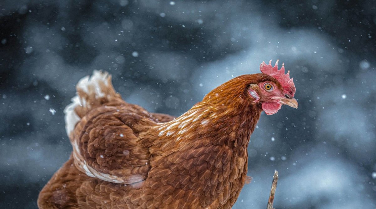 Hühner im Winter – Die richtige Haltung und Fütterung - AniForte