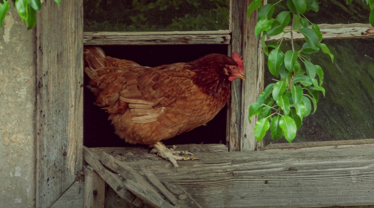 Hühner Parasiten Flöhe, Würmer & Milben – Das musst Du als Hühnerhalter wissen - AniForte
