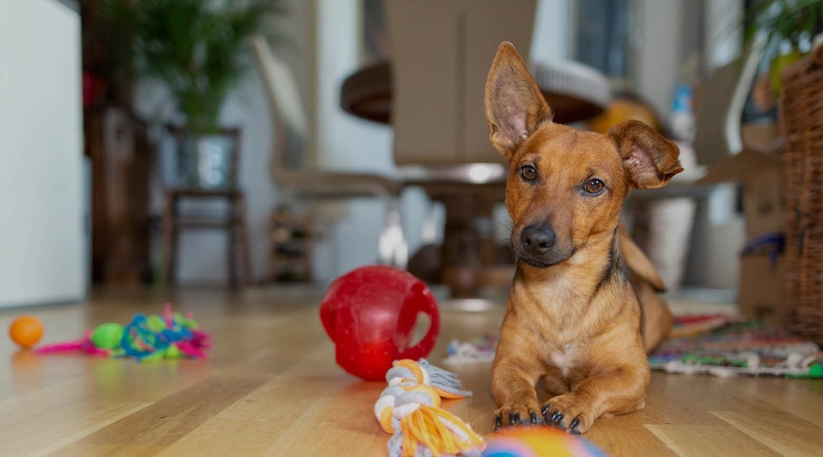 Hund beschäftigen – Tipps und Tricks - AniForte