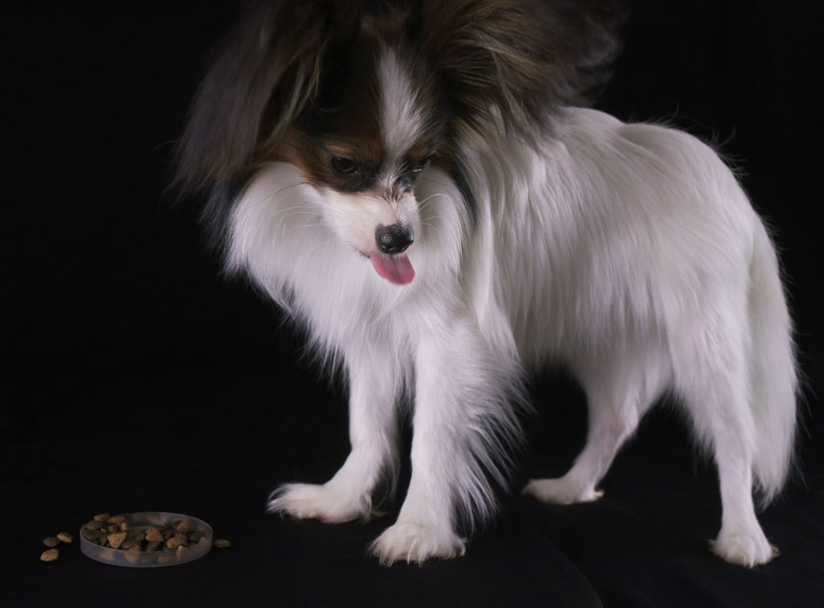 Hund frisst nicht mehr: Gründe für Futterverweigerung - AniForte