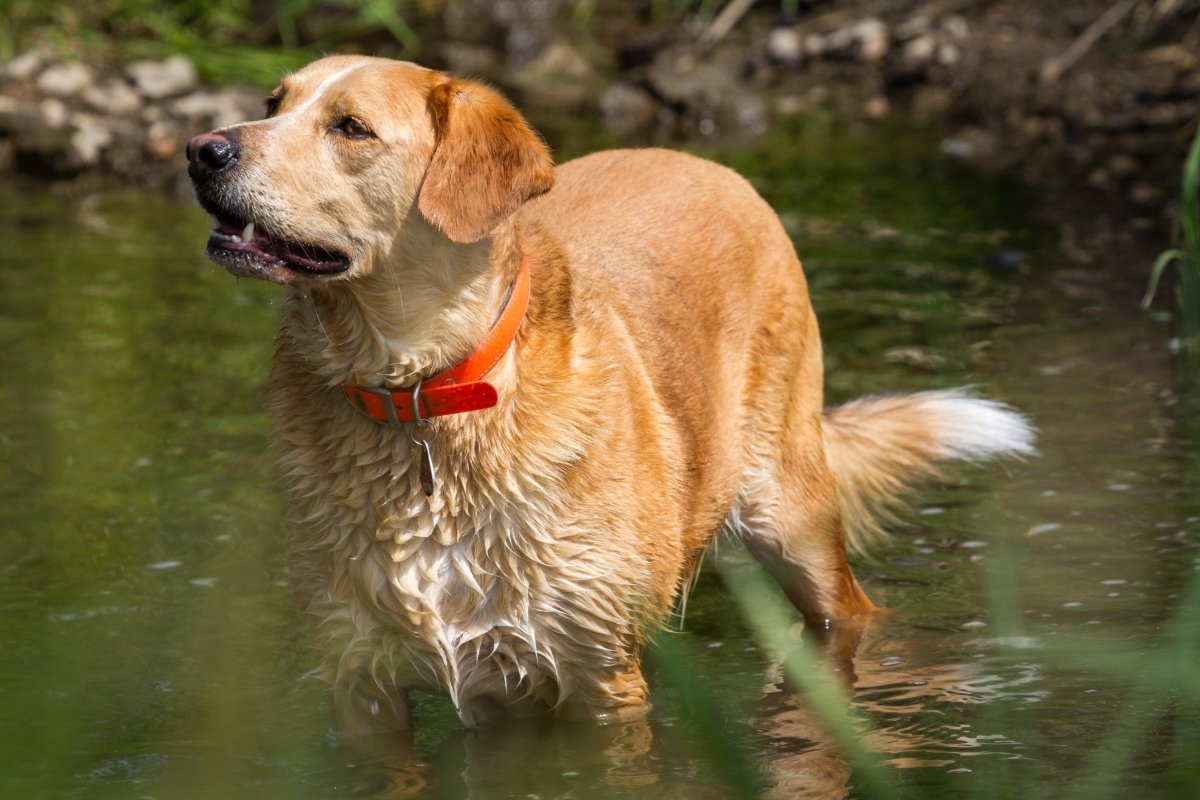 Hund hat Schuppen? Ursachen und Behandlung - AniForte