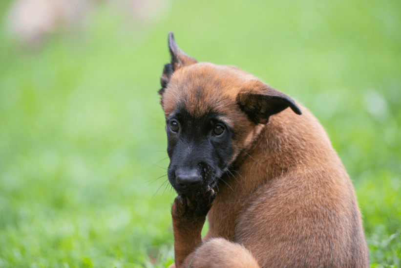 Hund leckt sich die Pfote: Ursachen & Behandlung - AniForte
