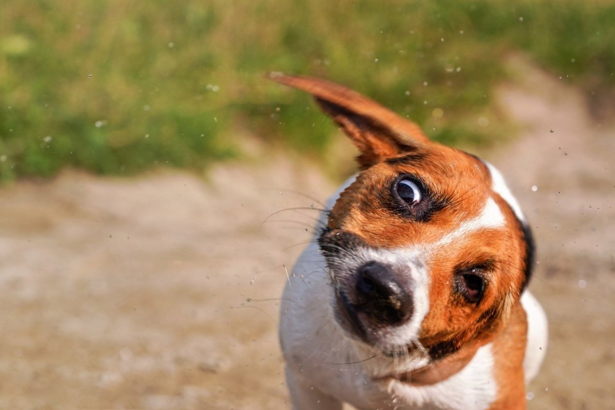 Hund schüttelt den Kopf ständig: Ursachen & Behandlung - AniForte