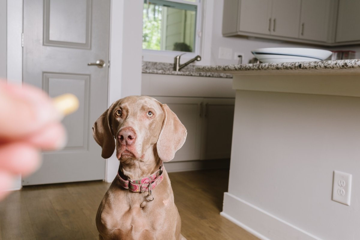 Hund Tablette geben - einfach & stressfrei! - AniForte