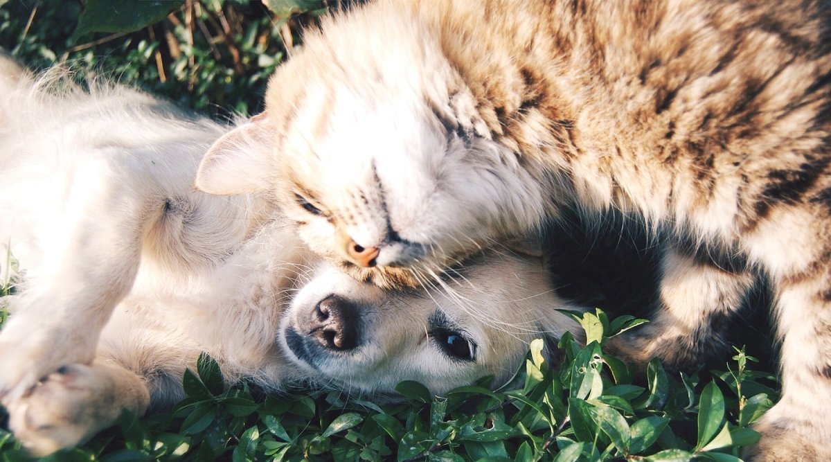 Hund und Katze zusammen im Haushalt - AniForte