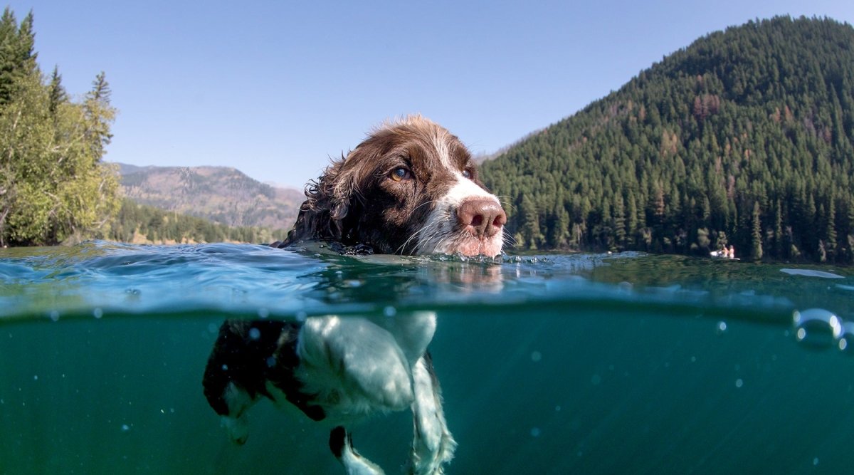 Hunde im Wasser - Badespaß ohne böses Ende - AniForte