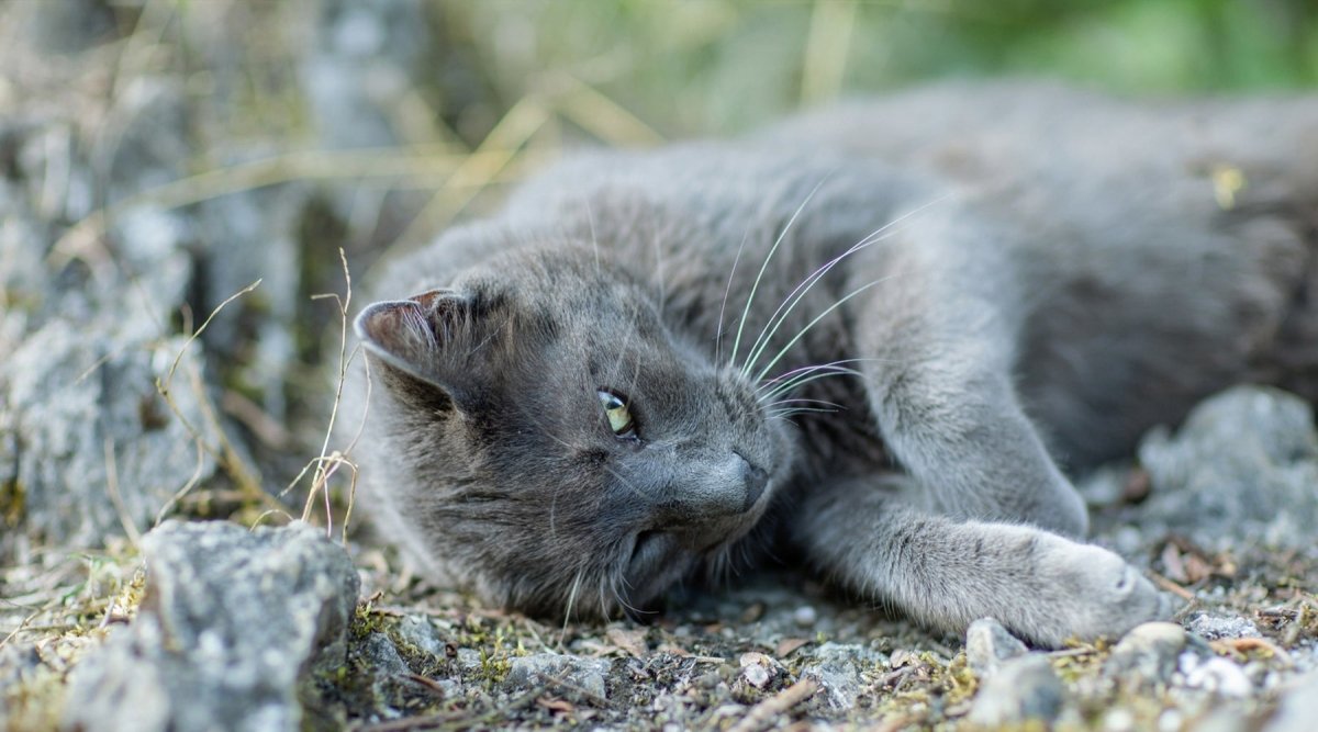 Hyperthyreose - Schilddrüsenüberfunktion bei Katzen - AniForte