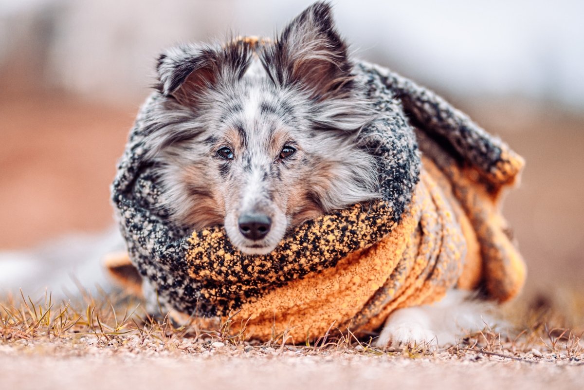 Immunschwäche Hund – So stärkst Du das Immunsystem Deines Lieblings - AniForte