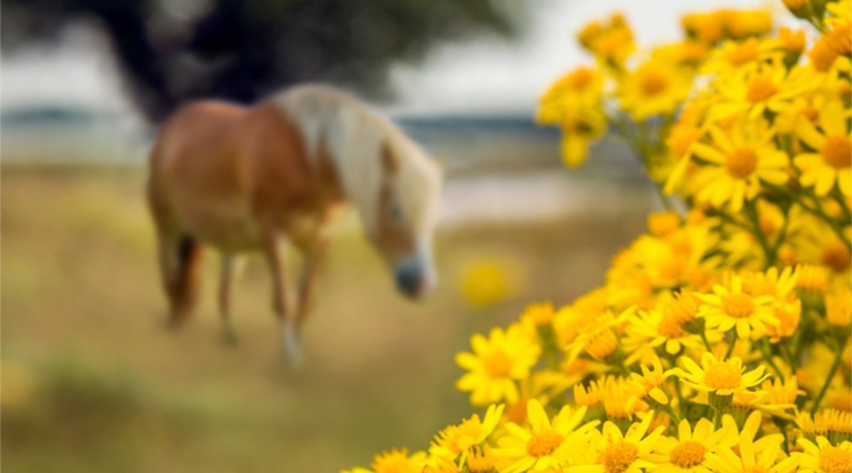 Jakobskreuzkraut - für Pferde eine gefährliche Weidepflanze - AniForte