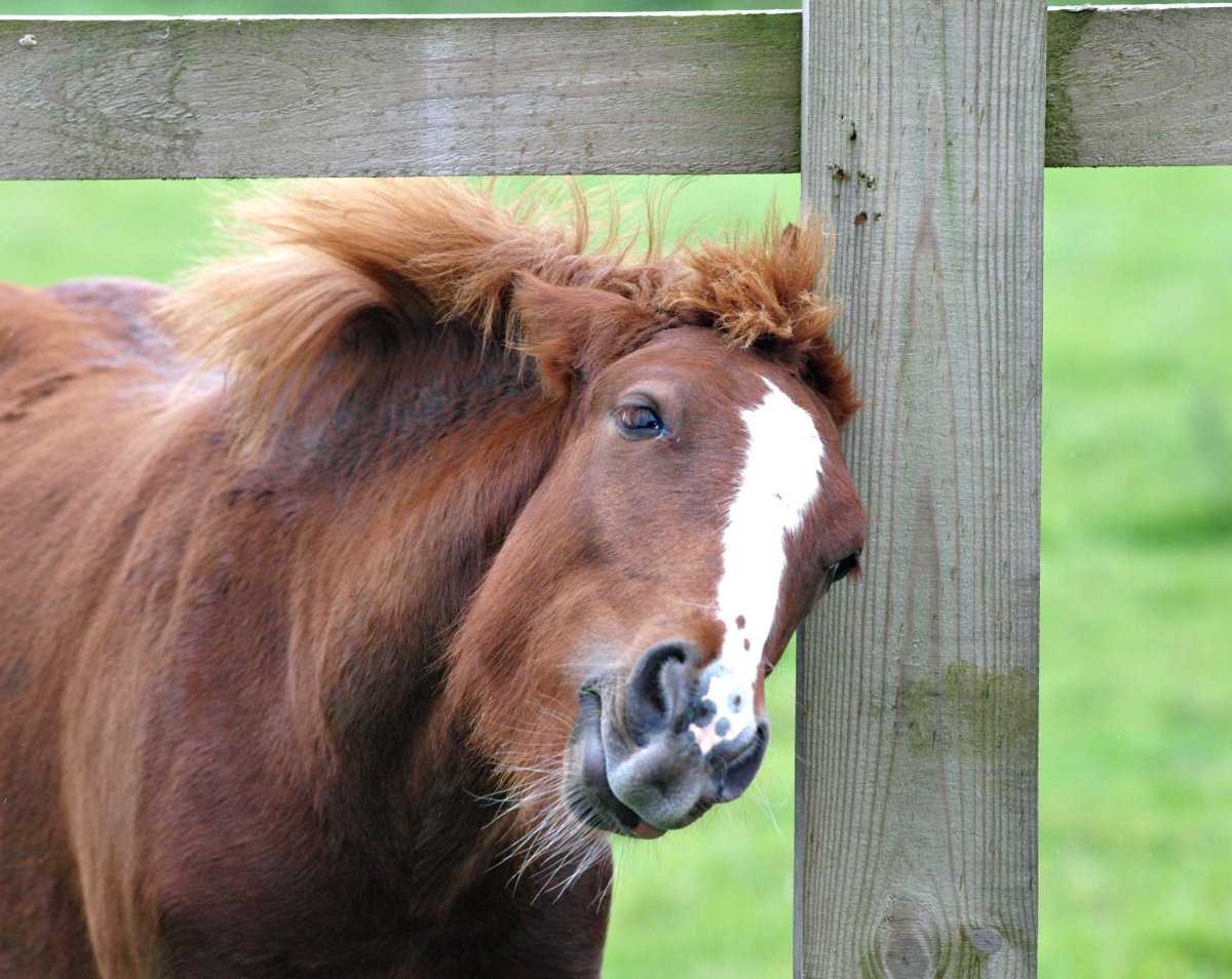 Juckreiz beim Pferd: Ursachen erkennen & behandeln - AniForte