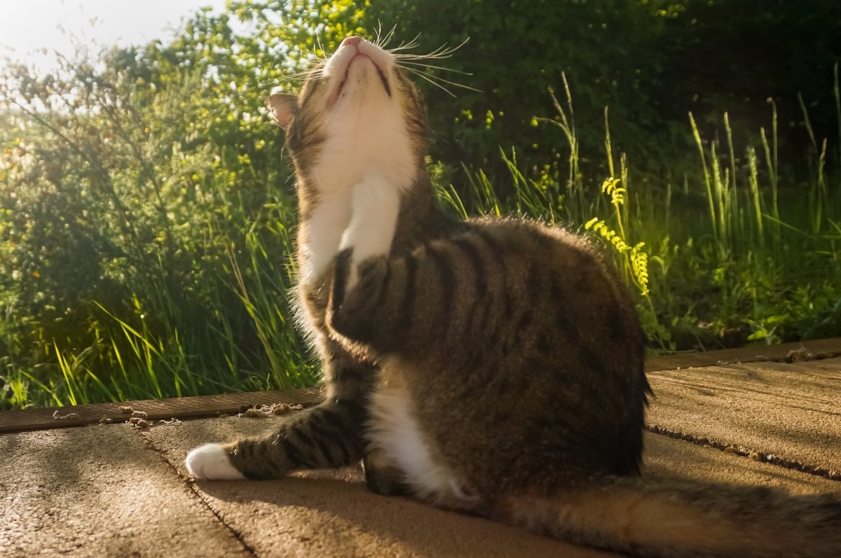 Katze kratzt sich ständig - AniForte