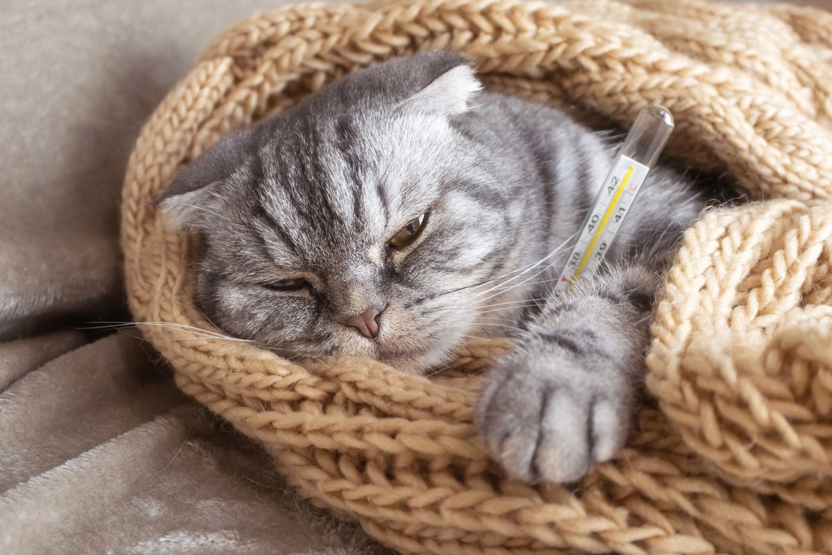 Katze mit Fieber: Ursachen & Behandlungsmöglichkeiten - AniForte