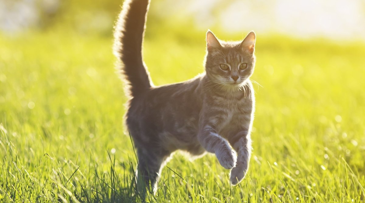 Katzen bei Hitze - Tipps zur Abkühlung - AniForte