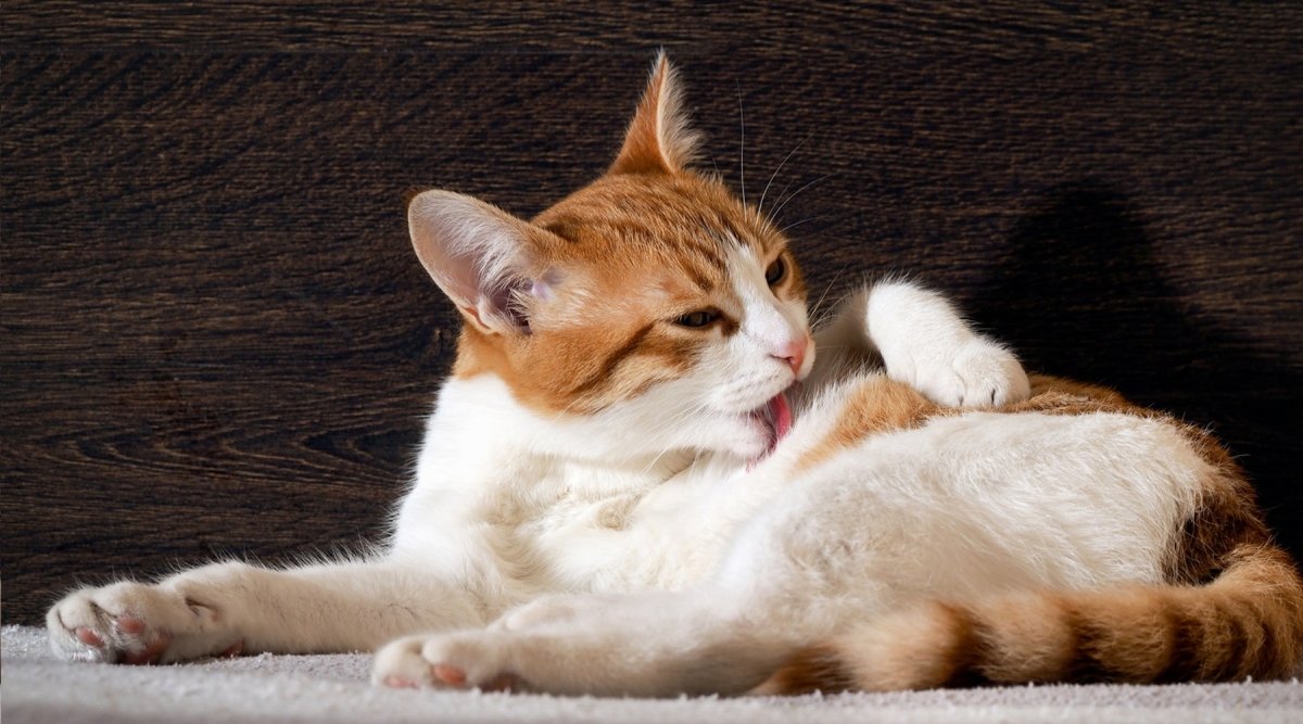 Katzen im Fellwechsel: Wie Du als Besitzer unterstützen kannst - AniForte