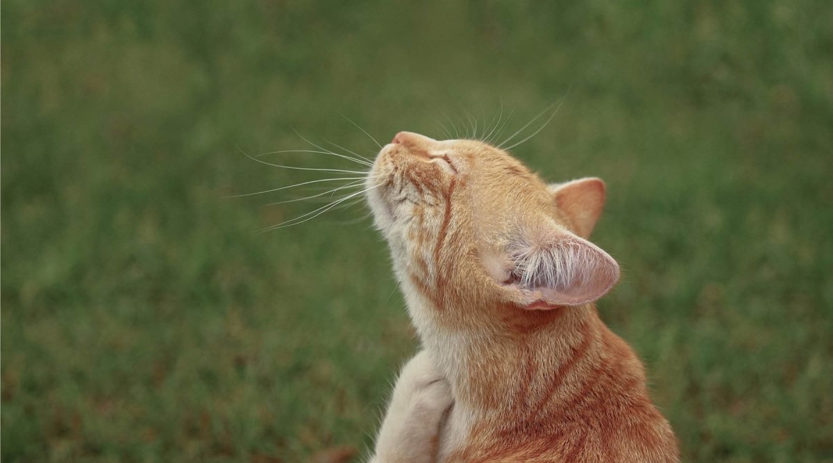 Katzenflöhe mit natürlichen Mitteln bekämpfen - AniForte