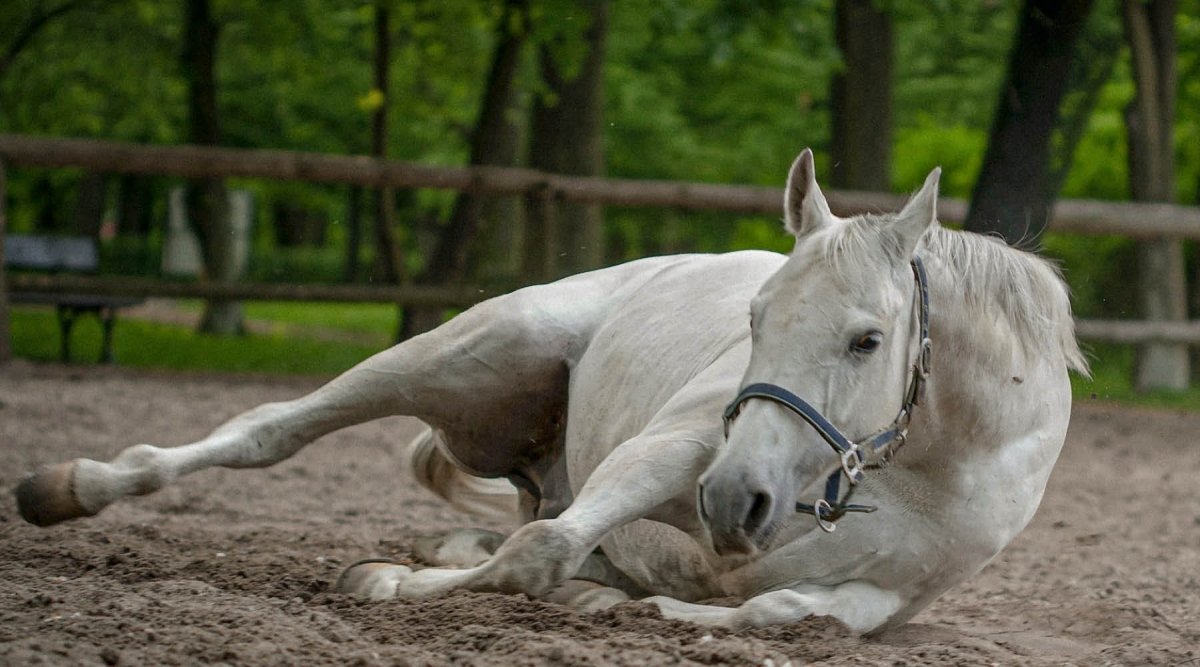 Kolik beim Pferd – Unsere Tierheilpraktiker klären auf - AniForte